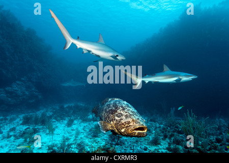 De mérous géants de l'Atlantique ou du poisson (Epinephelus itajara ou Jewfish itajara) et les requins de récif des Caraïbes (Carcharhinus perezi) Banque D'Images
