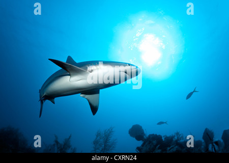 Requin de récif des Caraïbes (Carcharhinus perezi), Natation en eau libre au-dessus d'un récif de corail, sun, rétroéclairé, République de Cuba, des Caraïbes Banque D'Images