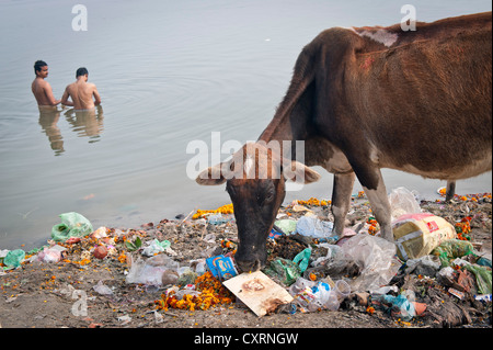 Deux hommes echelle tandis qu'une vache sacrée est l'alimentation à partir de déchets, bord du Gange, Varanasi, Benares ou Kashi, Uttar Pradesh, Inde Banque D'Images