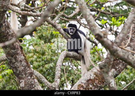 Guereza fuligineux, l'est le noir et blanc ou Colobe noir et Abyssin Colobus guereza (Colobus blanc), rainforest Banque D'Images