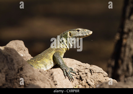 Moniteur du Nil, l'eau, ou de la rivière Leguaan Leguaan (Varanus niloticus), le Ruaha National Park, la Tanzanie, l'Afrique de l'Est, l'Afrique Banque D'Images