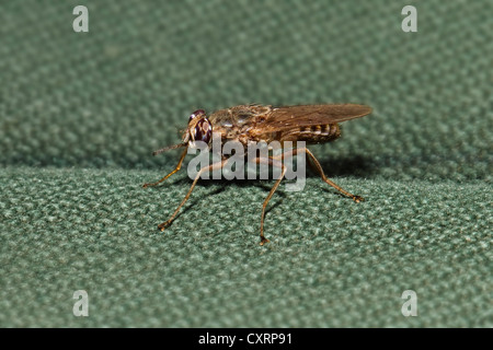La mouche tsé-tsé (Glossina sp.), le tissu, la Tanzanie, l'Afrique de l'Est, l'Afrique Banque D'Images