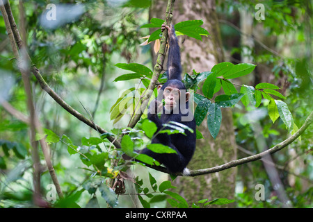 Jeune chimpanzé (Pan troglodytes), escalade sur arbre, Mahale Mountains National Park, Tanzanie, Afrique orientale, Afrique du Sud Banque D'Images