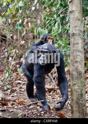 Les chimpanzés (Pan troglodytes), bébé à cheval sur le dos de la mère, Mahale Mountains National Park, Tanzanie, Afrique orientale, Afrique du Sud Banque D'Images