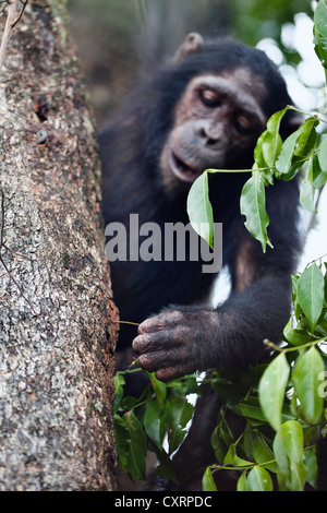 Chimpanzé (Pan troglodytes), la pêche de fourmis avec stick en tronc d'arbre, Mahale Mountains National Park, Tanzanie, Afrique de l'Est Banque D'Images