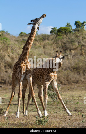 Massai, les Massaïs, les girafes Masai ou Kilimanjaro girafes (Giraffa camelopardalis tippelskirchi), la lutte contre les hommes Banque D'Images