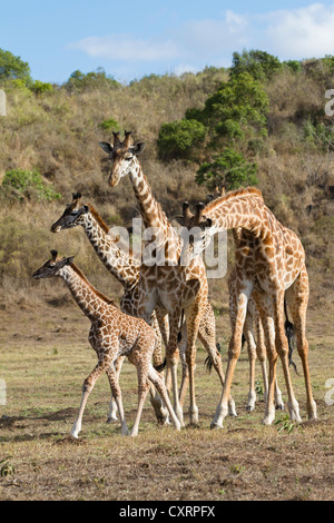 Massai, les Massaïs, les girafes Masai ou Kilimanjaro girafes (Giraffa camelopardalis tippelskirchi), avec les jeunes, Parc National d'Arusha. Banque D'Images