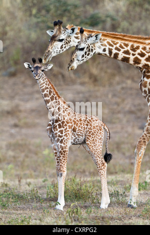 Massai, les Massaïs, les girafes Masai ou Kilimanjaro girafes (Giraffa camelopardalis tippelskirchi), avec les jeunes, Parc National d'Arusha. Banque D'Images