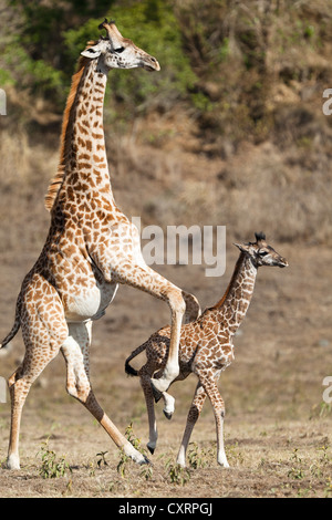 Massai, les Massaïs, les Masai Giraffe ou Kilimanjaro Girafe (Giraffa camelopardalis tippelskirchi), poussant les jeunes, Parc National d'Arusha. Banque D'Images