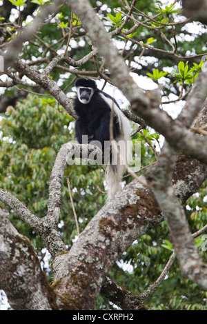 Guereza fuligineux, l'est le noir et blanc ou Colobe noir et Abyssin Colobus guereza (Colobus blanc), rainforest Banque D'Images