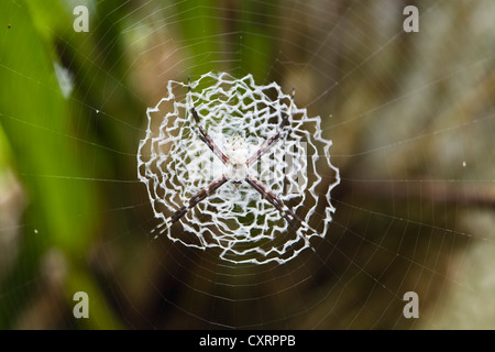 Dans l'araignée, web, espèces indéterminées lowland rainforest, Parc National Braulio Carrillo, Costa Rica, Amérique Centrale Banque D'Images