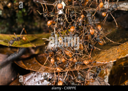 Nouveau Monde (fourmis Eciton burchellii armée) formant un pont vivant, forêt tropicale, Parc National Braulio Carrillo, Costa Rica Banque D'Images