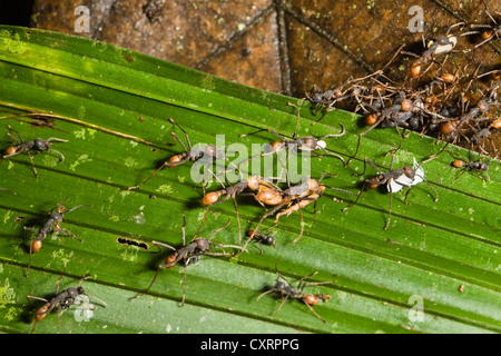 Nouveau monde de fourmis Eciton burchellii (Armée), et les travailleurs submajors, forêt tropicale, Parc National Braulio Carrillo, Costa Rica Banque D'Images