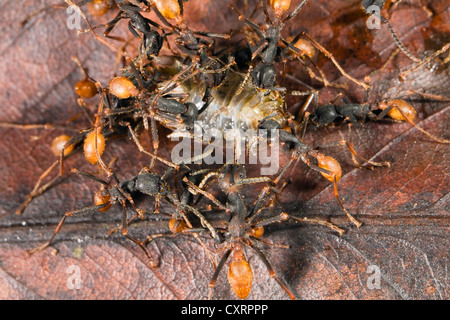 Nouveau Monde (fourmis Eciton burchellii armée) avec un cloporte, travailleurs, forêt tropicale, Parc National Braulio Carrillo, Costa Rica Banque D'Images