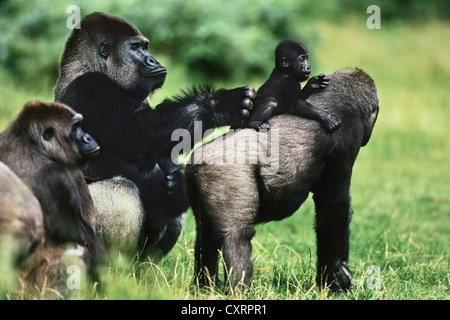 Gorille de plaine de l'ouest (Gorilla gorilla gorilla), bébé à cheval sur le dos de sa mère, groupe familial, zoo, Congo, Afrique, captive Banque D'Images