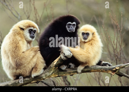 Gibbons (Hylobates lar), zoo, en Asie du sud-est, captive Banque D'Images