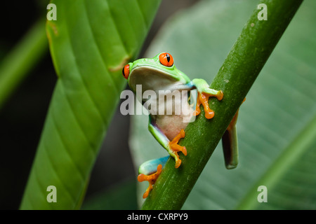 Rainette aux yeux rouges (agalychnis callidryas), rainforest, Costa Rica, Amérique Centrale Banque D'Images