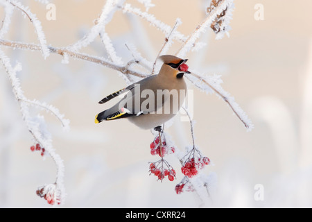 Jaseur boréal (Bombycilla garrulus) perché sur un cranberrybush Viburnum opulus (européenne) en hiver, Haute-Bavière Banque D'Images