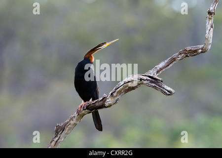 Dard, dard indiens orientaux (Anhinga melanogaster), Maareba Les zones humides, Queensland, Australie Banque D'Images