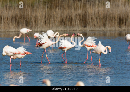 American flamingo (Phoenicopterus ruber), Camargue, sud de la France, France, Europe Banque D'Images