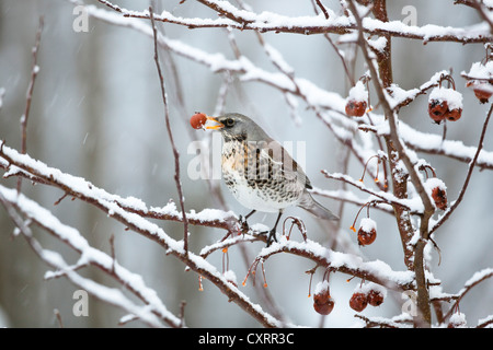 F) Fieldfare (Turdus perché sur un pommetier dans un jardin dans la neige, l'Allemagne, de l'Europe Banque D'Images