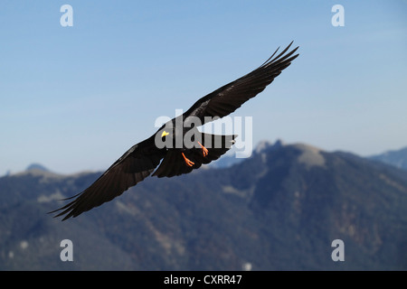 Alpine chough Pyrrhocorax graculus (en vol), des pics de montagne à l'arrière, Alpes, Upper Bavaria, Germany, Europe Banque D'Images