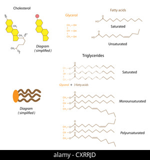 Structure du cholestérol et triglycérides Banque D'Images