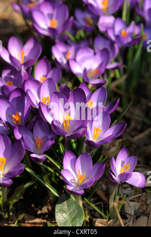 Crosuses ou Croci (Crocus sp.), dans un jardin, Gross-Enzersdorf, Basse Autriche, Autriche, Europe Banque D'Images