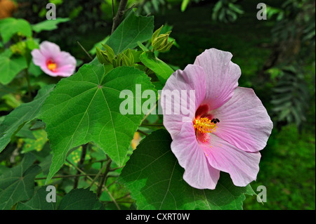 Hibiscus (Hibiscus), province de Guanacaste, Costa Rica, Amérique Centrale Banque D'Images