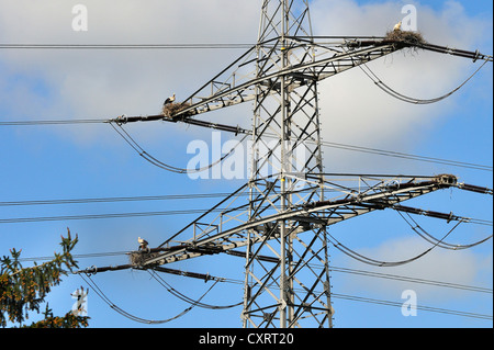 Cigognes blanches (Ciconia ciconia) nichant sur un pylône d'électricité, près de Mayence, Rhénanie-Palatinat, Allemagne, Europe Banque D'Images