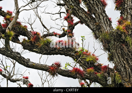Des branches d'arbre plein de Broméliacées épiphytes (Bromeliaceae) près de Nuevo Arenal, Province d'Alajuela, Costa Rica, Amérique Centrale Banque D'Images