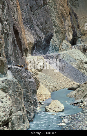 Les ânes, les animaux de bât, dans un canyon près de Wanla, Zanskar, Ladakh, le Jammu-et-Cachemire, Himalaya indien, l'Inde du Nord, Inde, Asie Banque D'Images