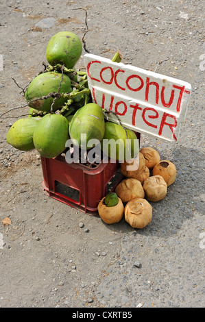 Les ventes de l'eau ou du lait de coco, Monteverde, province d'Alajuela, Costa Rica, Amérique Centrale Banque D'Images