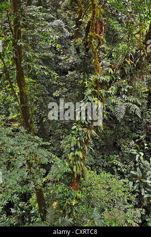 Fougères, de mousses, de vignes et de plantes épiphytes sur un tronc d'arbre dans la forêt de nuages, Selvatura Park, Monteverde, province de Alajuela Banque D'Images