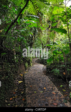 Jungle pavée chemin lors d'une forêt de nuages, Selvatura Park, Monteverde, province d'Alajuela, Costa Rica, Amérique Centrale Banque D'Images