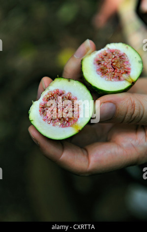 Guava Goyave commune ou Apple (Psidium guajava), coupées en deux fruits, Rincon de la Vieja National Park, Province de Guanacaste, Costa Rica Banque D'Images