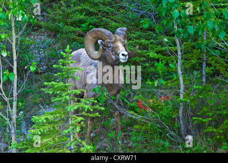 Mouflon Bighorn en été près de Medicine Lake dans le parc national Jasper, Alberta Banque D'Images