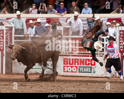 La monte de taureau à l'investiture est lancée avant l'expiration de 8 secondes dans le cadre du Stampede de Calgary 2012. Banque D'Images