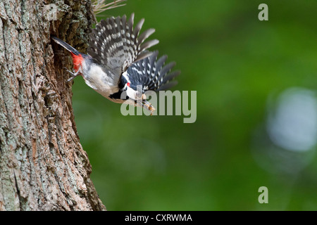 Great Spotted Woodpecker (Dendrocopos major), en vol, Urwald Sababurg Réserve Naturelle, Hesse du Nord, Allemagne, Europe Banque D'Images