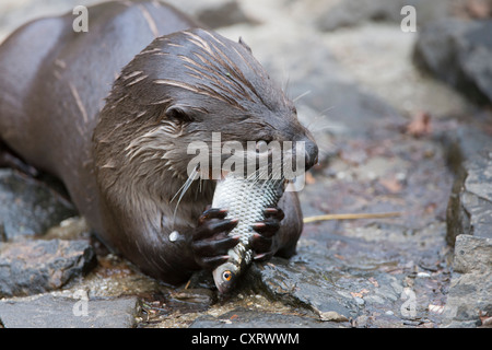 Loutre d'Europe (Lutra lutra), manger un poisson, zoo Tierpark Edersee, Kellerwald, Hesse, Germany, Europe Banque D'Images