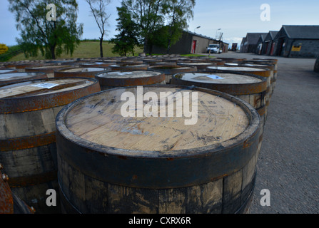 Barils de whisky d'Amérique, qui avaient été utilisés comme des barils de whisky de Boubon, maintenant en attente d'être réutilisé pour le Scotch Single Malt Banque D'Images