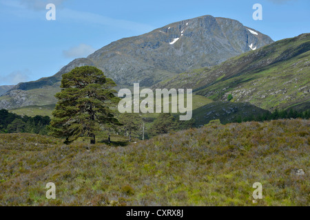Caledonian pin (Pinus), Glen Affric, Cannich près d'Inverness, Écosse, Royaume-Uni, Europe Banque D'Images