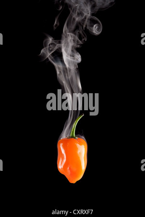 Tabagisme chaud Habanero Orange poivron (Capsicum chinense) isolés sur noir. Banque D'Images