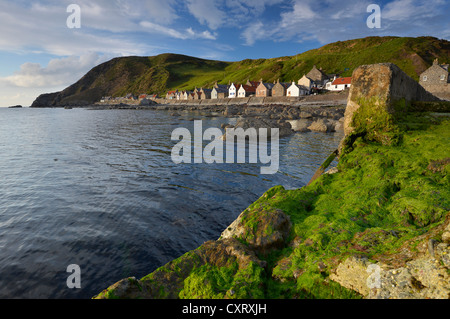 Paysage côtier avec des algues vertes sur la jetée de Crovie et de grands rochers, village de pêcheurs de Crovie, Banffshire, Ecosse Banque D'Images