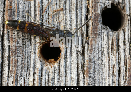 Club-horned guêpes (Monosapyga clavicornis), Bad Hersfeld, Hesse Banque D'Images