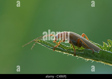 Soldat rouge commun Beetle (Rhagonycha fulva), Bad Hersfeld, Hesse, Germany, Europe Banque D'Images