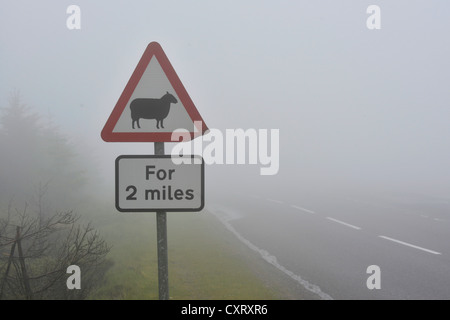 Panneau d'avertissement de moutons dans un épais brouillard sur une route dans les Highlands écossais, Grampian Mountains, Ecosse, Royaume-Uni, Europe Banque D'Images