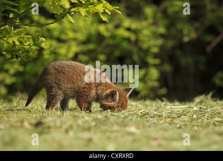 Le renard roux (Vulpes vulpes), kit, Bad Hersfeld, Hesse, Germany, Europe Banque D'Images