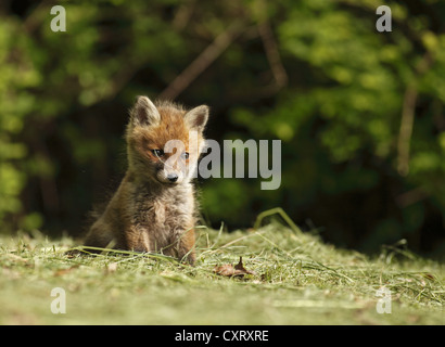 Le renard roux (Vulpes vulpes), kit, Bad Hersfeld, Hesse, Germany, Europe Banque D'Images