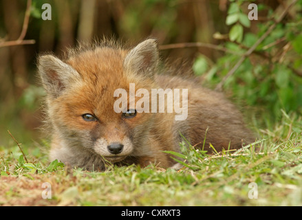 Le renard roux (Vulpes vulpes), kit, Bad Hersfeld, Hesse, Germany, Europe Banque D'Images